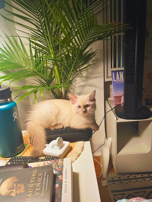 A cat on a chair