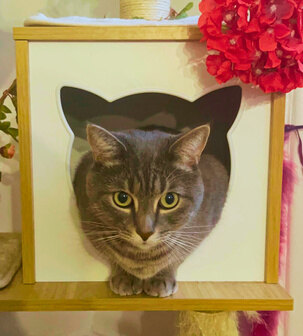 A cat, framed