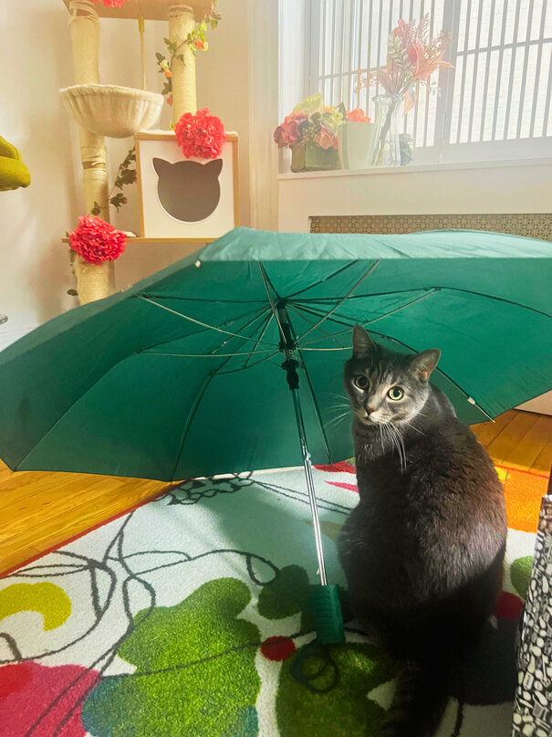 A cat under an umbrella